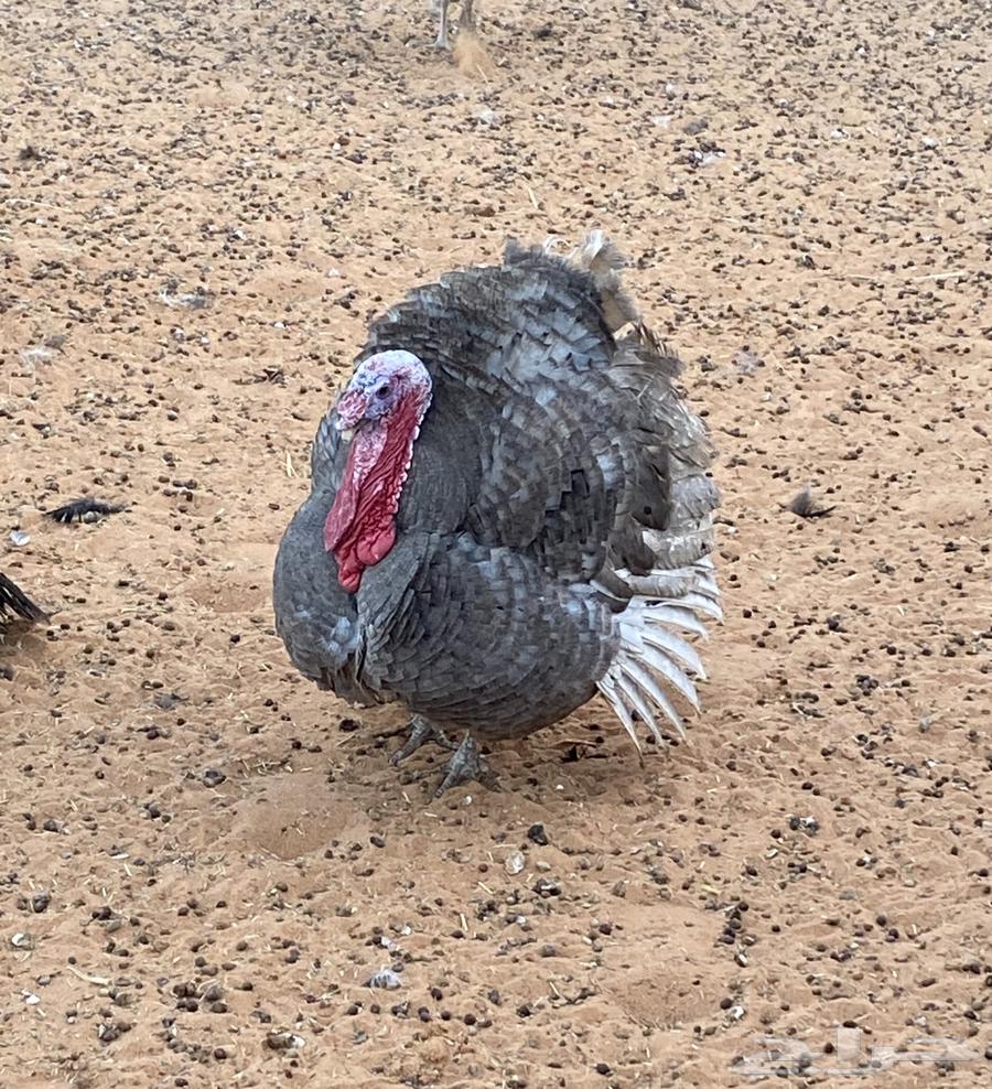 Turkeys available for slaughter64505674743811112