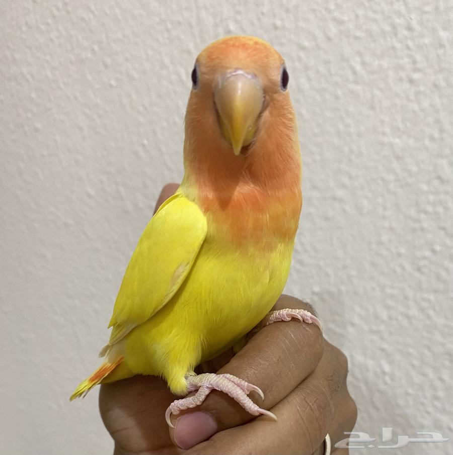 طير روز اليف وهدد ( تم البيع )64508551439105113