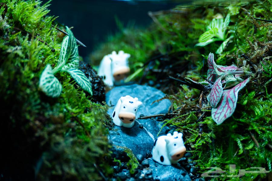 تيراريوم نبات طبيعي داخل زجاجة مغلقة - ديكور للمطبخ64504777654402111