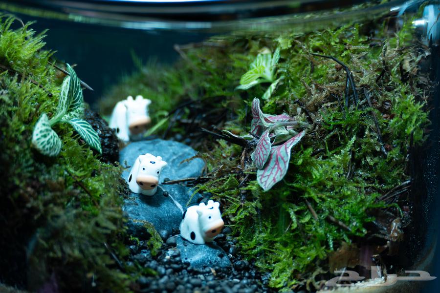 تيراريوم نبات طبيعي داخل زجاجة مغلقة - ديكور للمطبخ64504777654402112