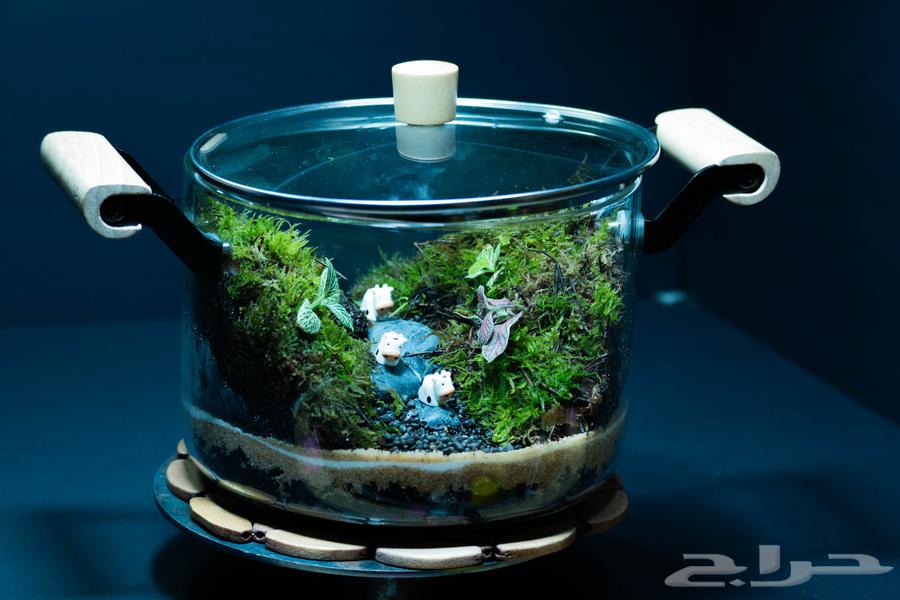 تيراريوم نبات طبيعي داخل زجاجة مغلقة - ديكور للمطبخ64504777654402110