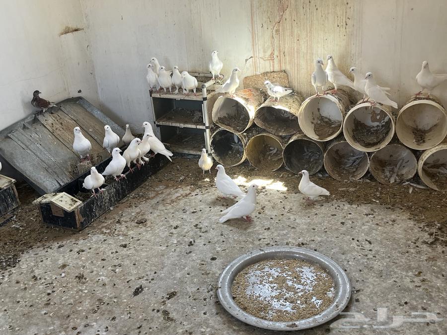 حمام فرنسي الحجم جامبو كبير64505384451586110