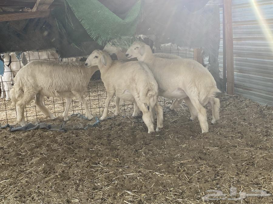 طليان حرية من مراحي- تم البيع64495338008322111