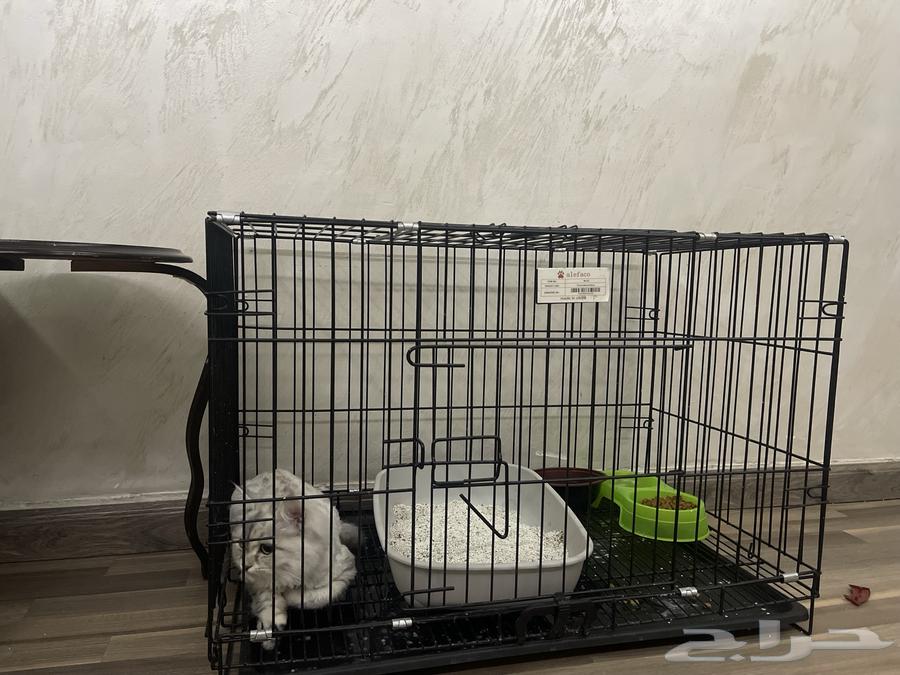 شيرازي ب300 ريال مع اغراضه كامله64509124165634111