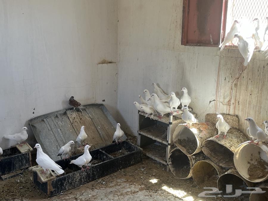 حمام فرنسي الحجم جامبو كبير64505384451586111