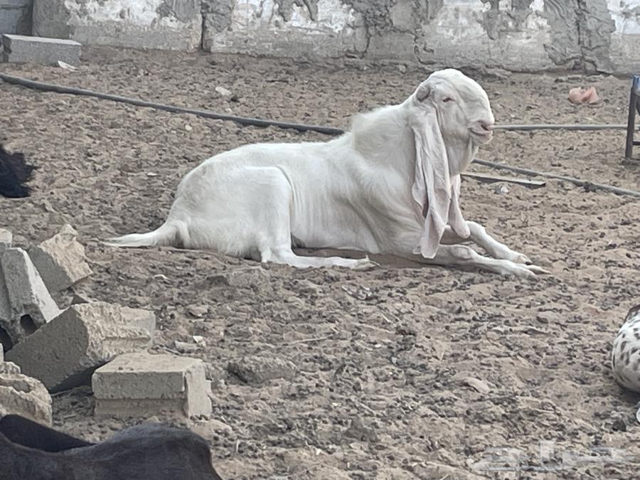 Dutch goat and a display goat64510704706691110