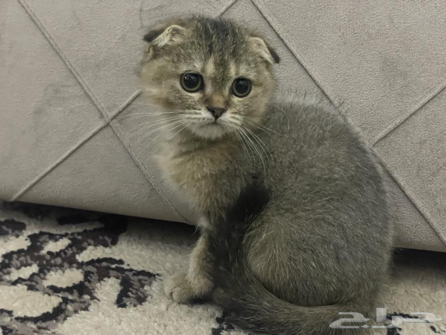 Kutta Squash Triple Fold Tiger64508341346819110