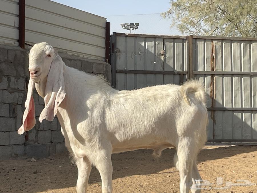 Dutch goat and a display goat64510704706691112