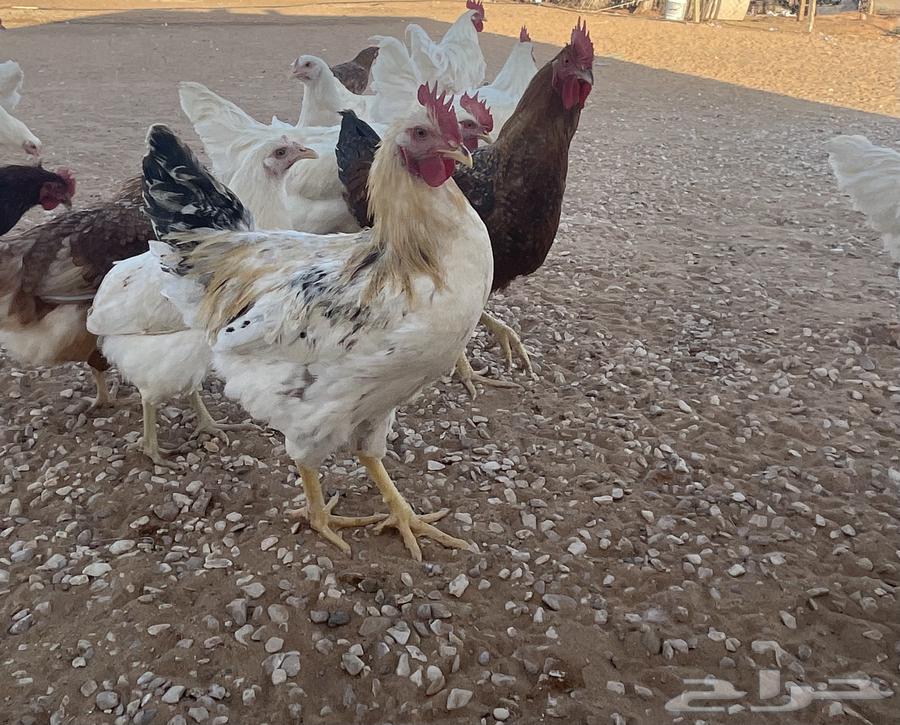 ديكة لوهمان براون دم صافي64504283172866112