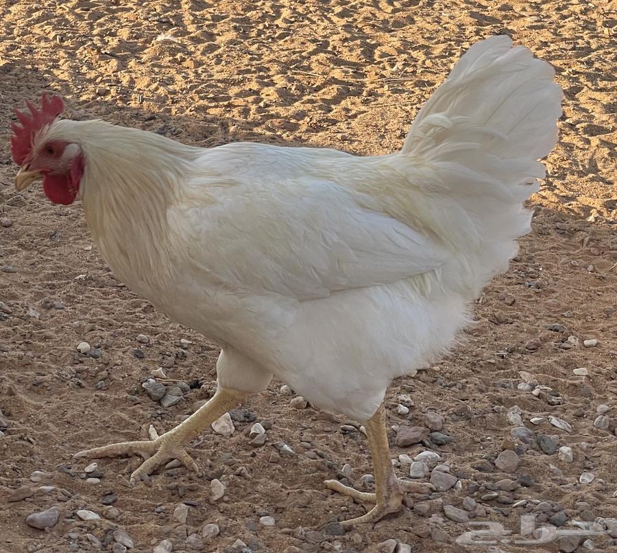 ديكة لوهمان براون دم صافي64504283172866111