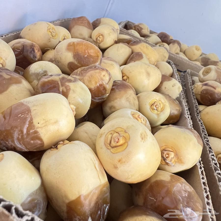 تمر النوع هلالي عضوي64508831445123111