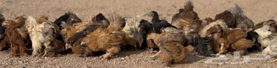 للبيع دجاج براهما صيصان براهما الالون مشكلة64505425975810112