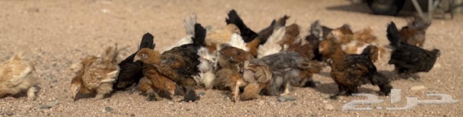 للبيع دجاج براهما صيصان براهما الالون مشكلة64505425975810113