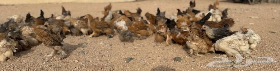 للبيع دجاج براهما صيصان براهما الالون مشكلة64505425975810111