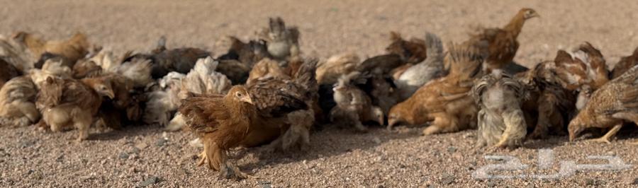 للبيع دجاج براهما صيصان براهما الالون مشكلة64505425975810114