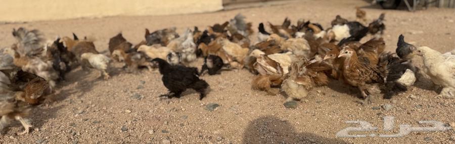 للبيع دجاج براهما صيصان براهما الالون مشكلة64505425975810110