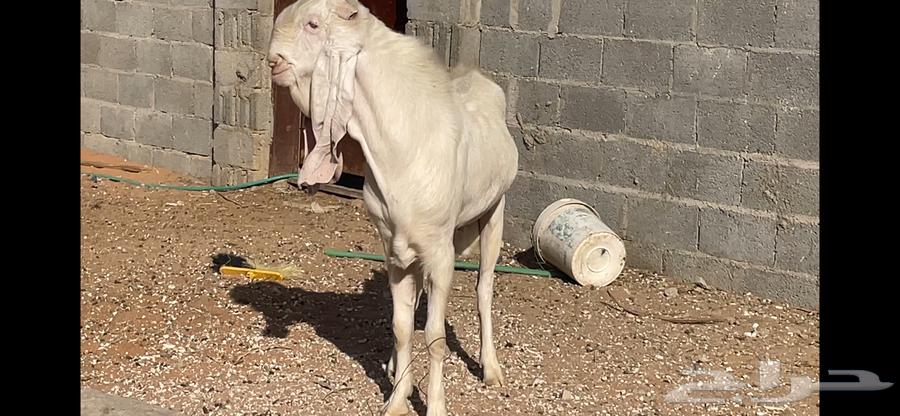 Dutch goat and a display goat64510704706691111