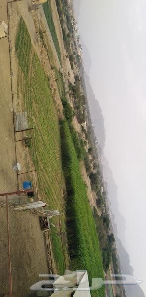 Farm for sale in Mahayil, Asir64143745819777110