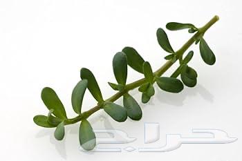 نبات مائي باكوبا64504777741955112