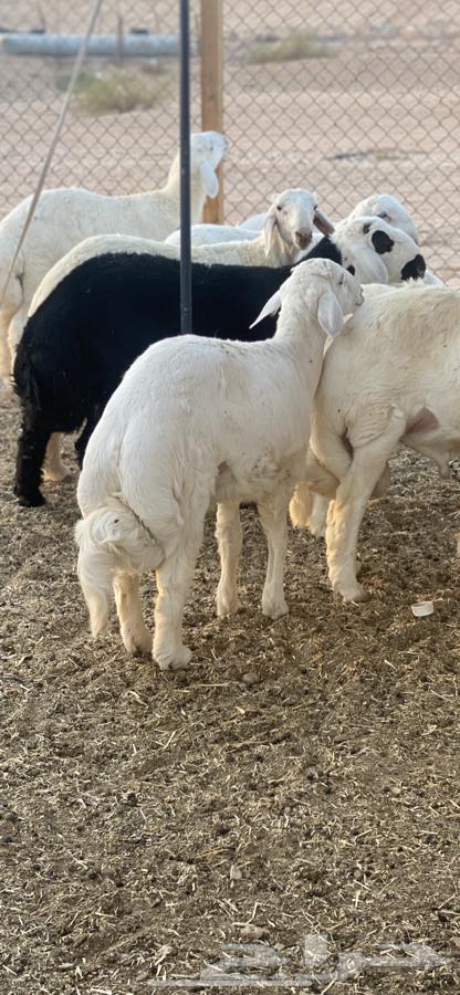 طليان للبيع64504365714307110