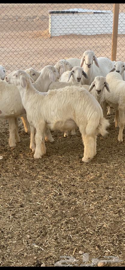 طليان للبيع64504365714307111