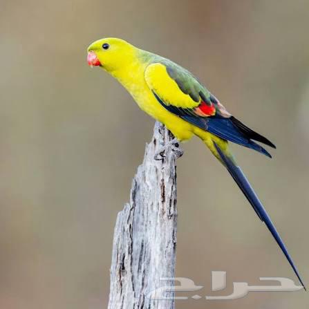 للبيع زوج ريجنت محلل ومشروط جاهزين للانتاج64507192929667110