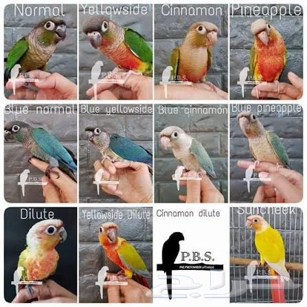 Knyour64509998496513110