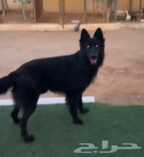 جرو جيرمن بلاك رويال مستوى عالي.64505937552387111