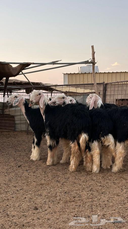 رخال نجد صنف64508789123970113