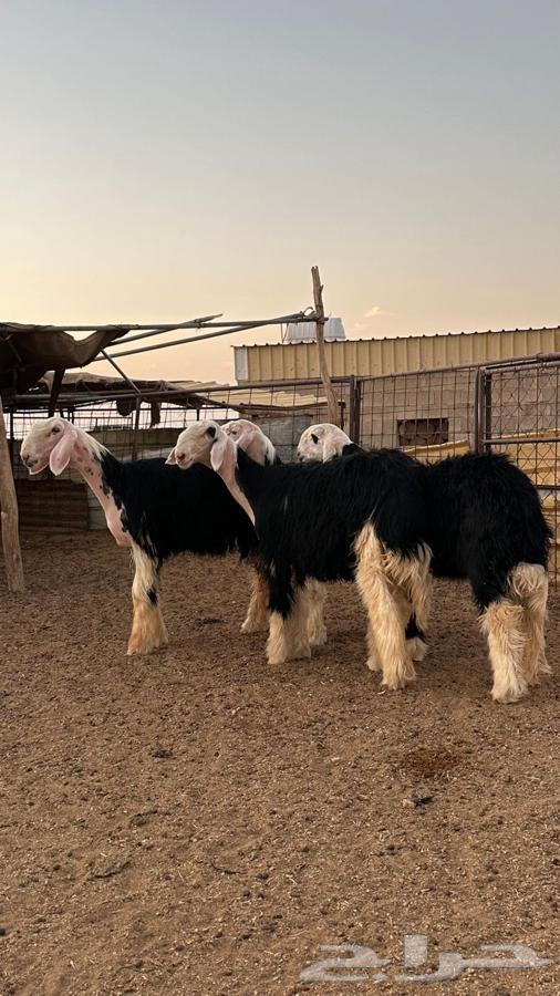 رخال نجد صنف64508789123970110