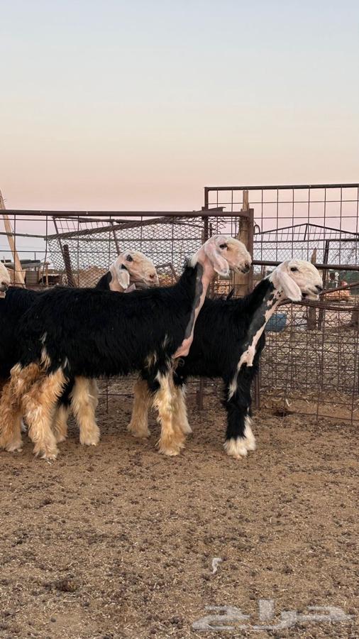 رخال نجد صنف64508789123970111