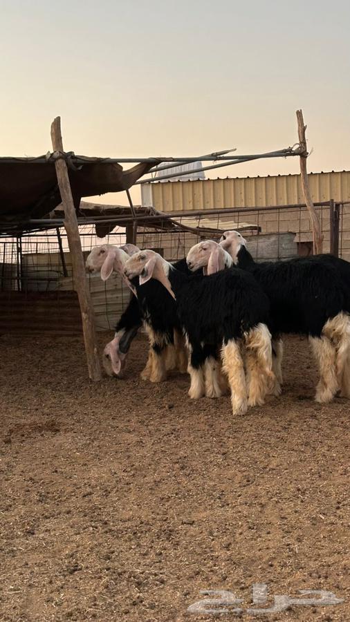 رخال نجد صنف64508789123970114