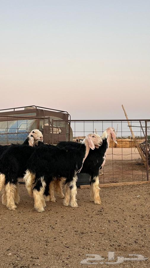 رخال نجد صنف64508789123970112