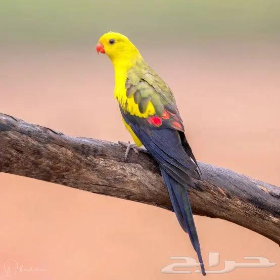 للبيع زوج ريجنت محلل ومشروط جاهزين للانتاج64507192929667111