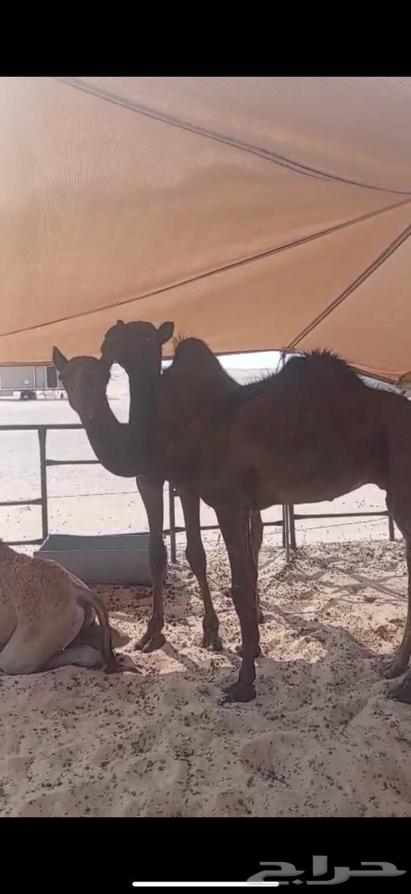 قعودين مجاهيم فل شحم للبيع64507501370114111