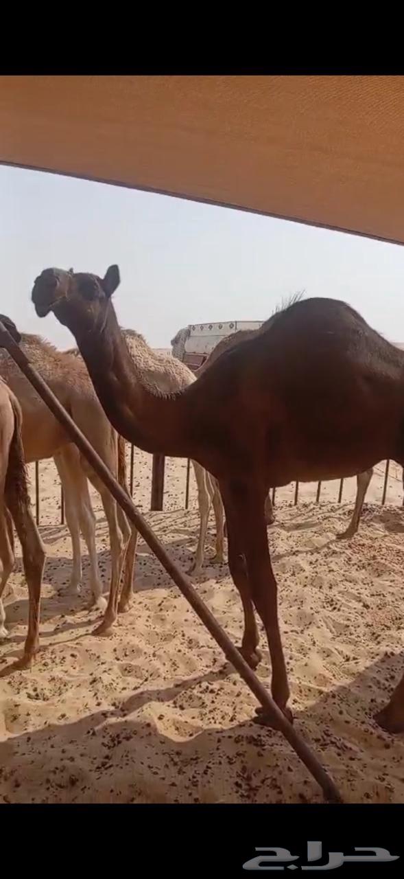 قعودين مجاهيم فل شحم للبيع64507501370114110