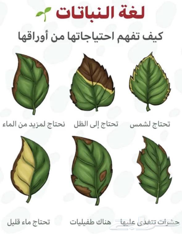 نباتات داخلية64497993302785111