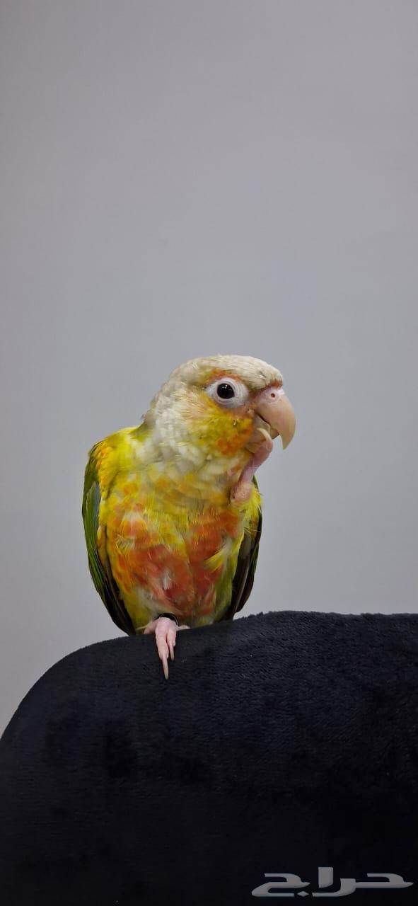 كنيور أليف (هدد داخلي وخارجي)64507067965443112