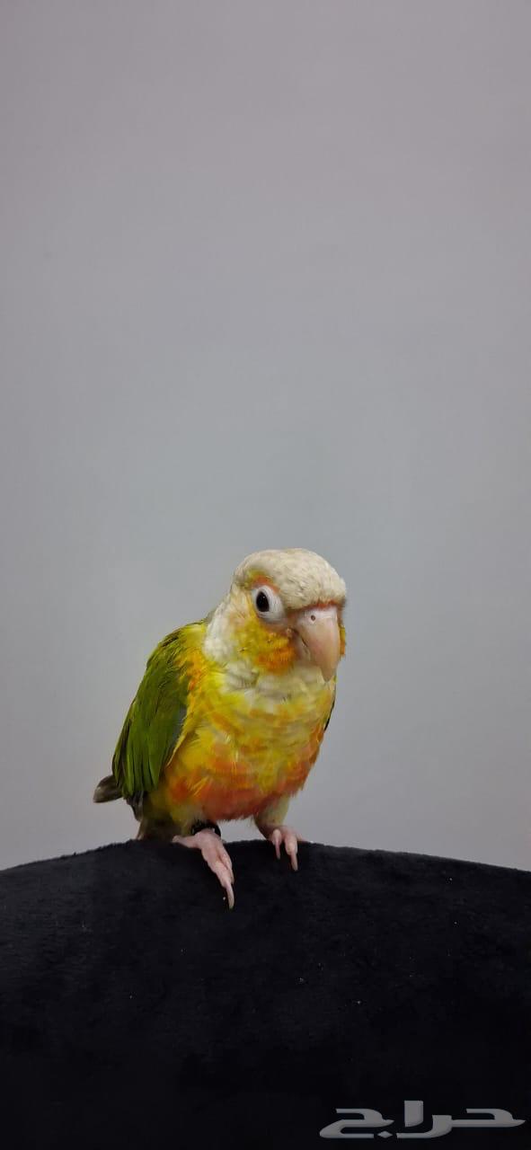 كنيور أليف (هدد داخلي وخارجي)64507067965443110