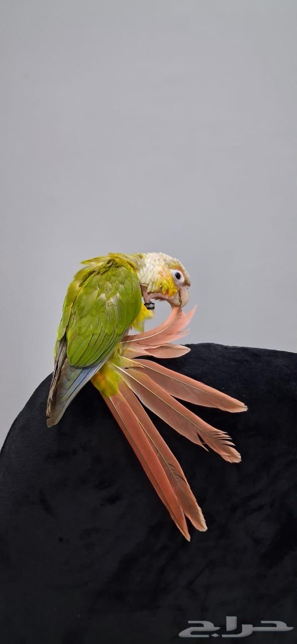 كنيور أليف (هدد داخلي وخارجي)64507067965443113