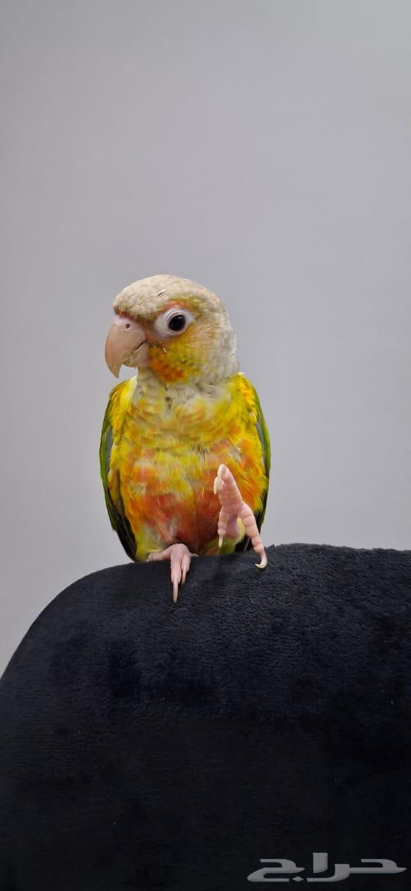 كنيور أليف (هدد داخلي وخارجي)64507067965443111