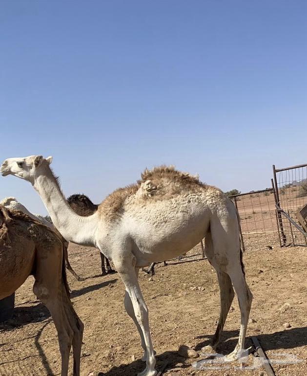 للبيع بكرة طيبة64507667871746110