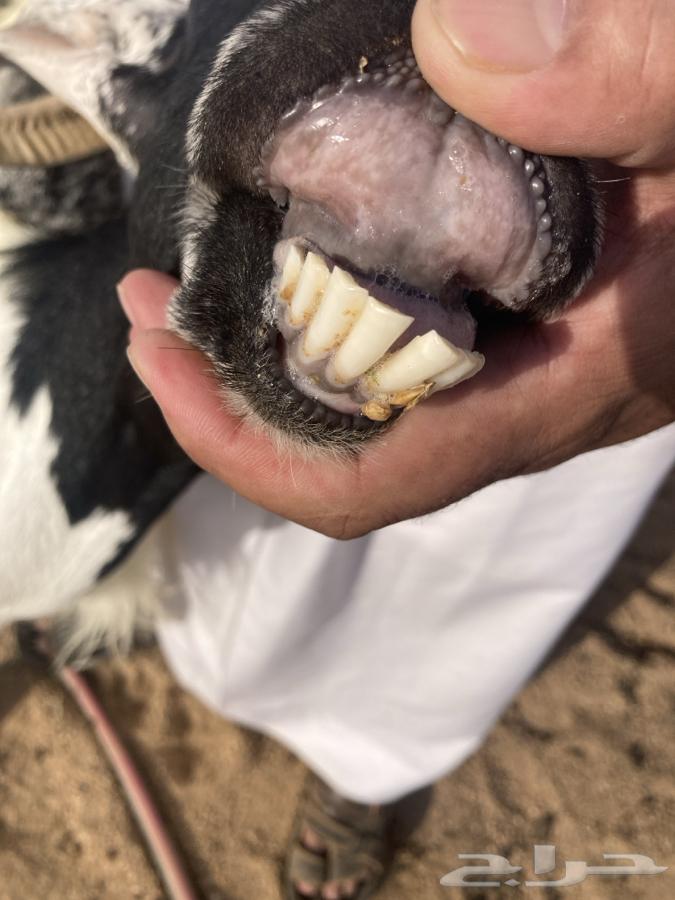 للبيع عنز كفو تحتها 2جفرات تم البيع64504201029763110