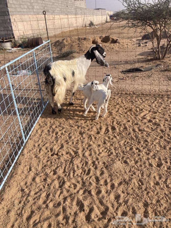 للبيع عنز كفو تحتها 2جفرات تم البيع64504201029763114