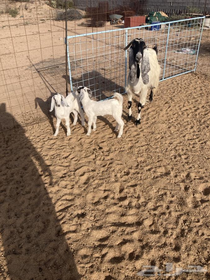 للبيع عنز كفو تحتها 2جفرات تم البيع64504201029763111