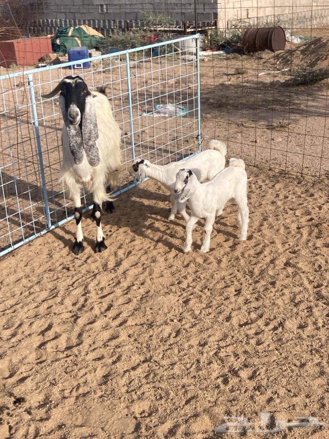 للبيع عنز كفو تحتها 2جفرات تم البيع64504201029763113