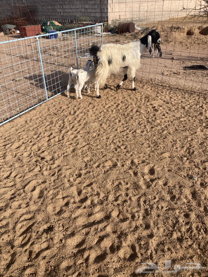 للبيع عنز كفو تحتها 2جفرات تم البيع64504201029763112