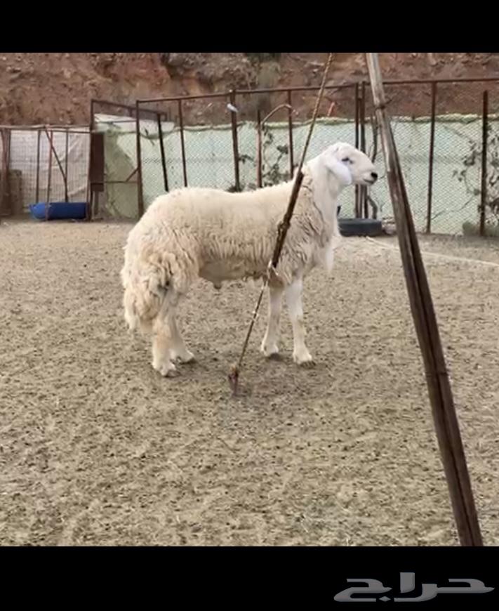 Ram Stud64507249349123111