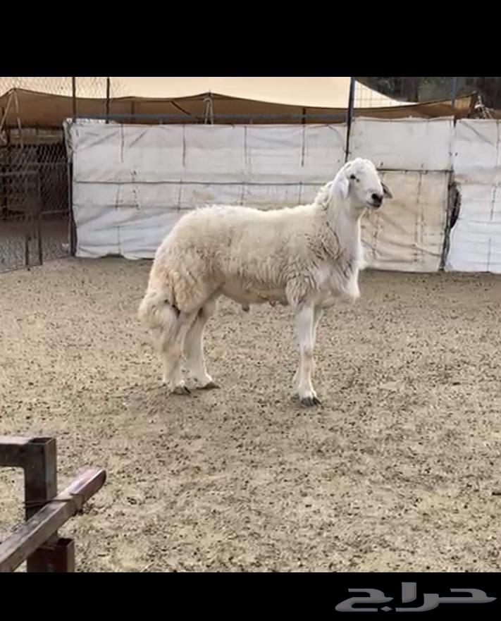 Ram Stud64507249349123112