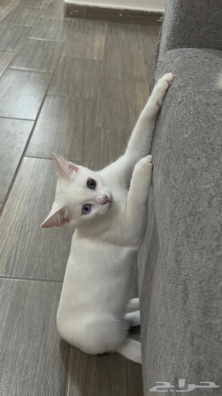 قطط للبيع64507304953601112